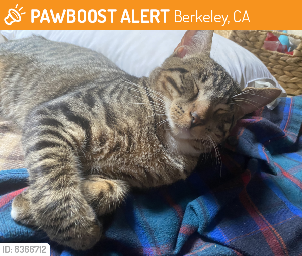 Found/Stray Male Cat last seen Fulton st, Berkeley, Berkeley, CA 94701