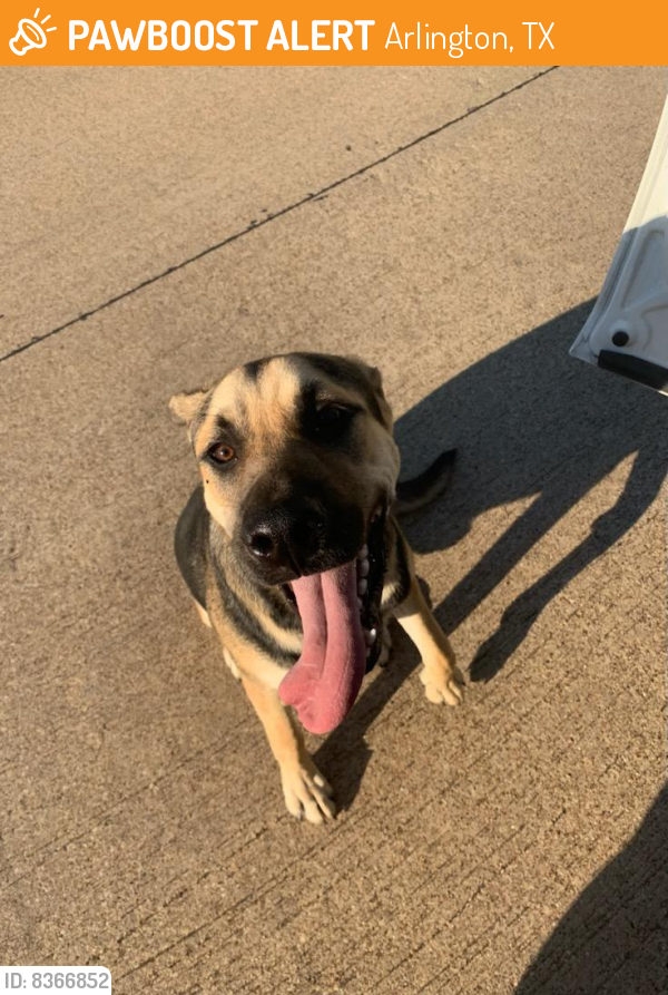 Found/Stray Male Dog last seen Meadowview and Park Run, Arlington, TX 76016