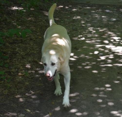 Lost Male Dog last seen Klingle Road and Williamsburg Ln NW Dc, Washington, DC 20008