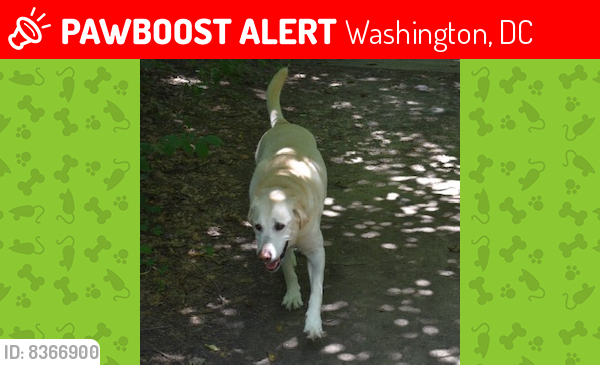 Lost Male Dog last seen Klingle Road and Williamsburg Ln NW Dc, Washington, DC 20008
