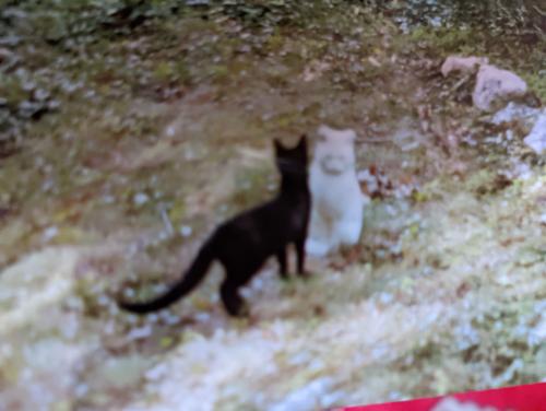 Lost Male Cat last seen Ridgeway dr, Springfield, VA 22150