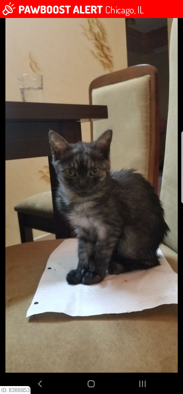 Lost Female Cat last seen Richmond and rosemont, Chicago, IL 60659