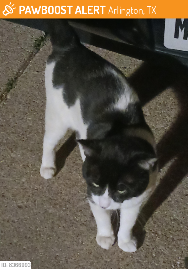 Found/Stray Unknown Cat last seen Parking lot/pool area chula vista Apts  pool, Arlington, TX 76010