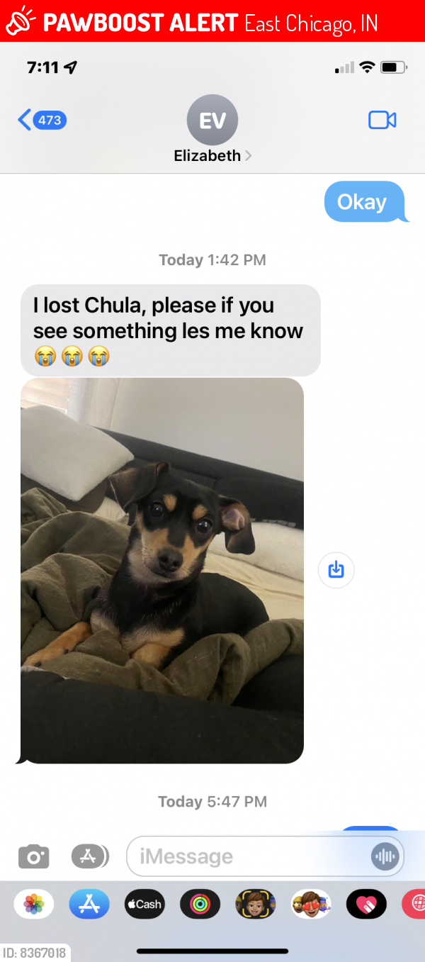 Lost Female Dog last seen Columbus Dr. and 140th St., East Chicago, IN 46312