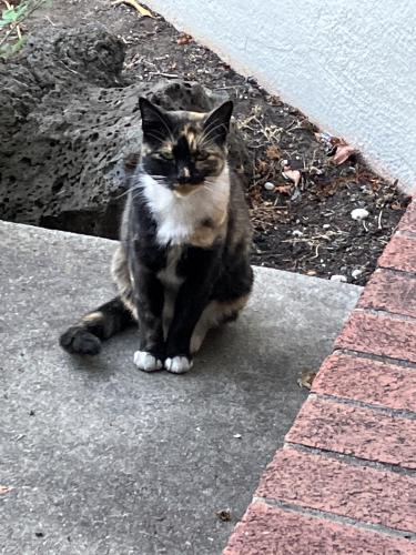 Found/Stray Unknown Cat last seen Assumption school, San Leandro, CA 94577