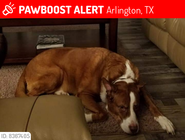 Lost Male Dog last seen Cooper Park apmts , Arlington, TX 76013