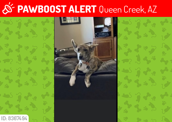 Lost Male Dog last seen Elsworth and Cloud, Queen Creek, AZ 85142