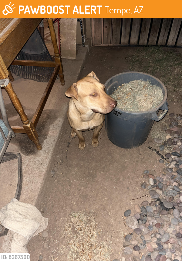 Found/Stray Female Dog last seen Don Carlos & River, Tempe, AZ 85281