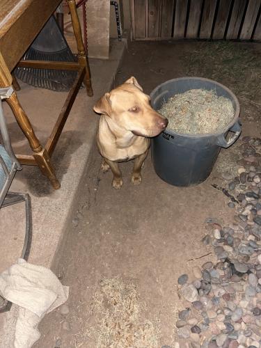 Found/Stray Female Dog last seen Don Carlos & River, Tempe, AZ 85281