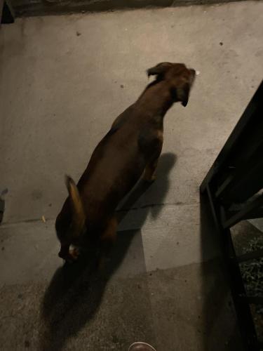 Found/Stray Male Dog last seen Near Darwin dr apt 23, Fremont, CA 94555