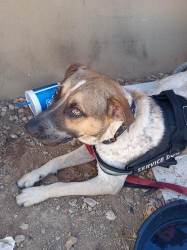 Lost Male Dog last seen 99th. Ave / Mcdowell road , Maricopa County, AZ 85392