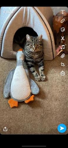 Lost Female Cat last seen Central  Drive, Derbyshire, England SK17 9RT
