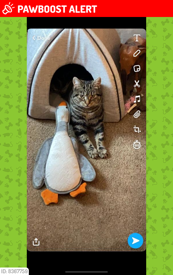 Lost Female Cat last seen Central  Drive, Derbyshire, England SK17 9RT