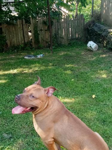 Lost Male Dog last seen Spring mill ave and popular st, Conshohocken, PA 19428