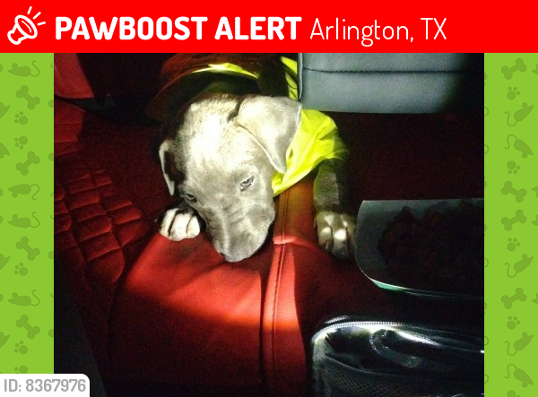 Lost Female Dog last seen Green oaks Blvd in Arlington tx, Arlington, TX 76006