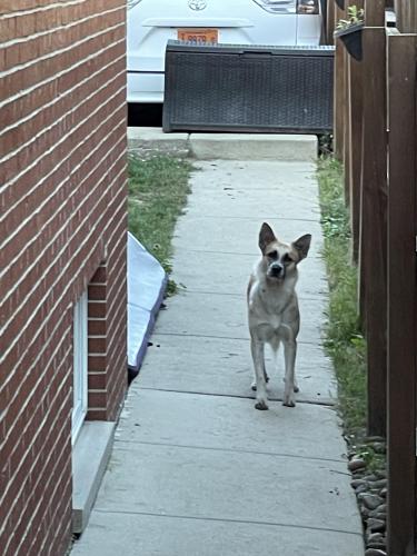 Found/Stray Unknown Dog last seen Near n odell, Chicago, IL 60634