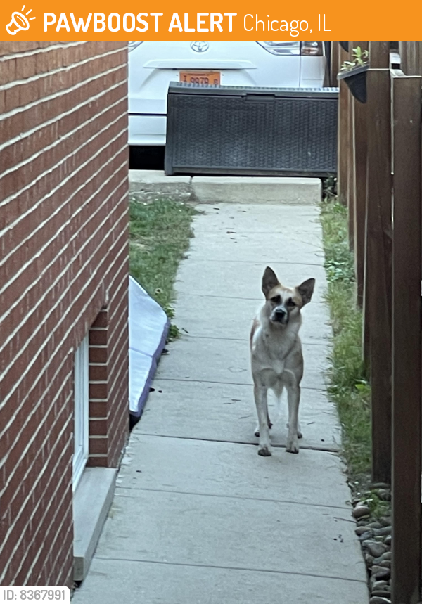 Found/Stray Unknown Dog last seen Near n odell, Chicago, IL 60634