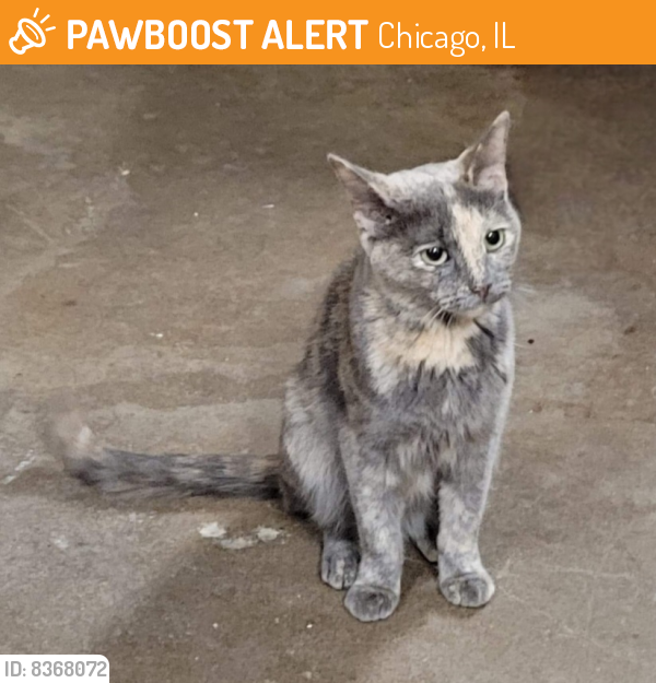 Found/Stray Unknown Cat last seen Ashland & Albion, Chicago, IL 60626