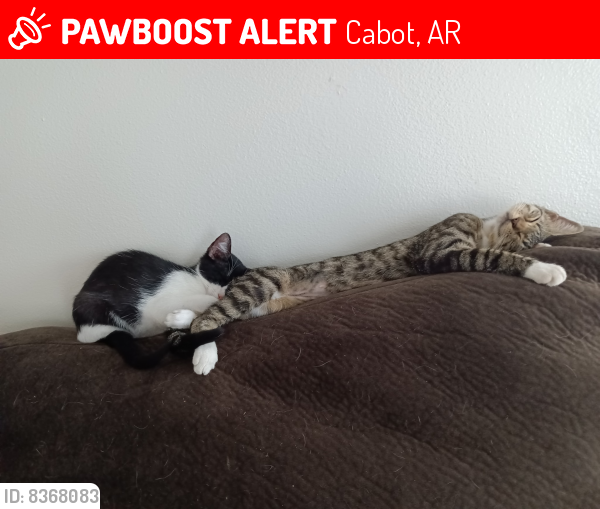 Lost Female Cat last seen Near Reno Cove/Dakota St, Cabot, AR 72023