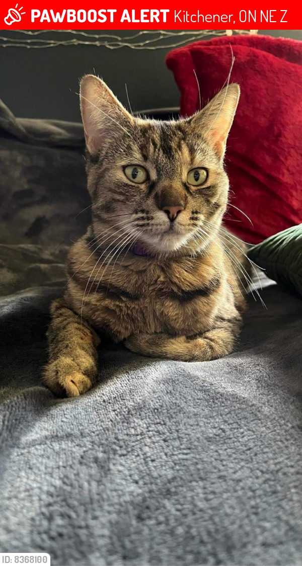 Lost Female Cat last seen Activa area, Kitchener, ON N2E 3Z7