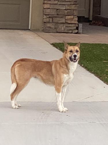 Found/Stray Female Dog last seen Fern & St Michael’s CHINO CA, Chino, CA 91710