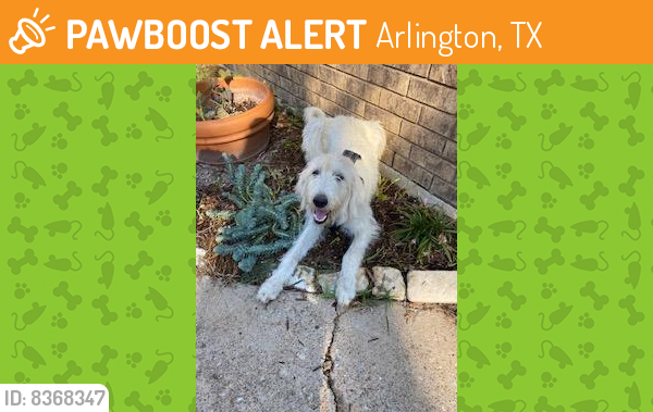 Rehomed Female Dog last seen Bowman Springs Road, Arlington, TX 76060