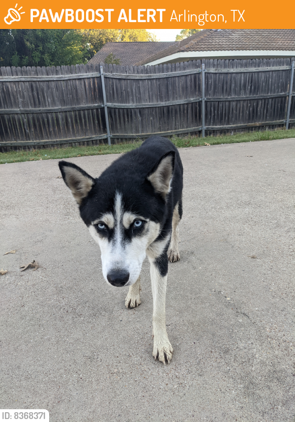 Found/Stray Unknown Dog last seen Bowen rd, Arlington, TX 76019
