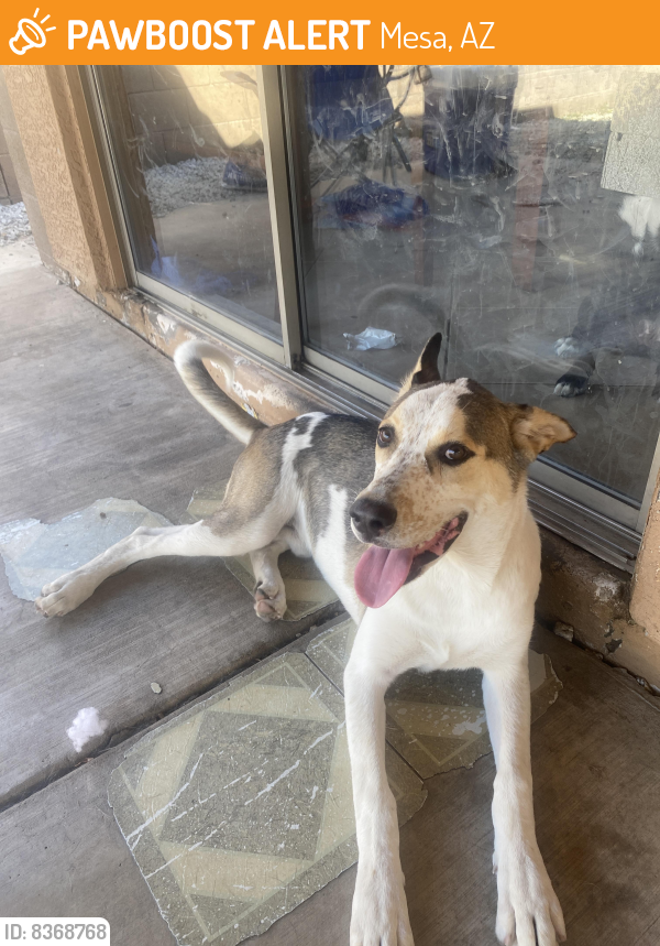 Found/Stray Male Dog last seen Southern & crismón , Mesa, AZ 85201