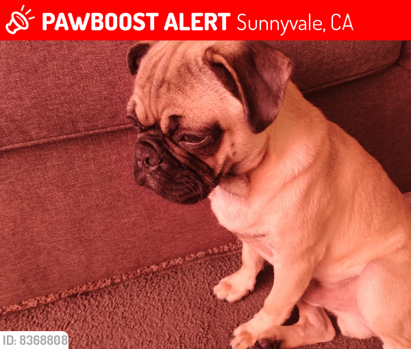 Lost Male Dog last seen E Remington Drive, Sunnyvale, CA 94087