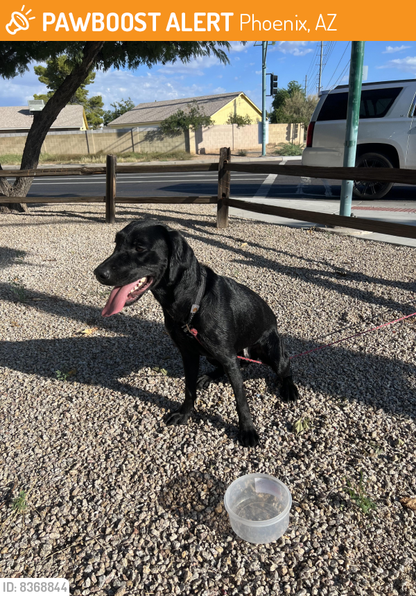 Found/Stray Male Dog last seen 40th St and Union Hills , Phoenix, AZ 85032