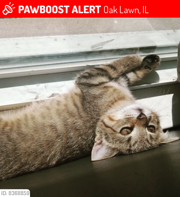 Lost Female Cat last seen 91st and central, Oak Lawn, IL 60453