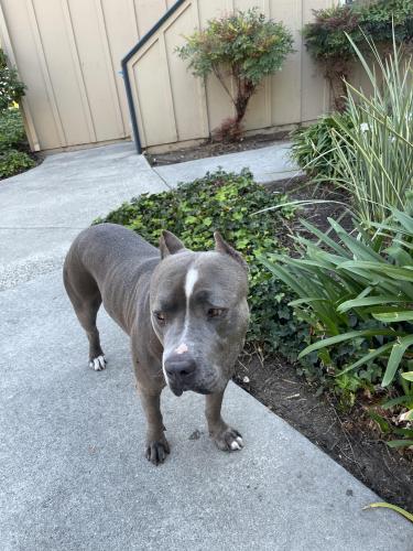 Found/Stray Unknown Dog last seen Alum rock ave, San Jose, CA 95116