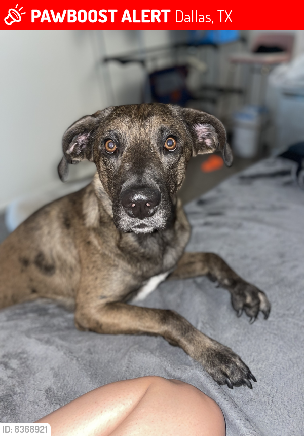 Lost Male Dog in Dallas, TX 75231 Named Ozzy (ID 8368921) PawBoost
