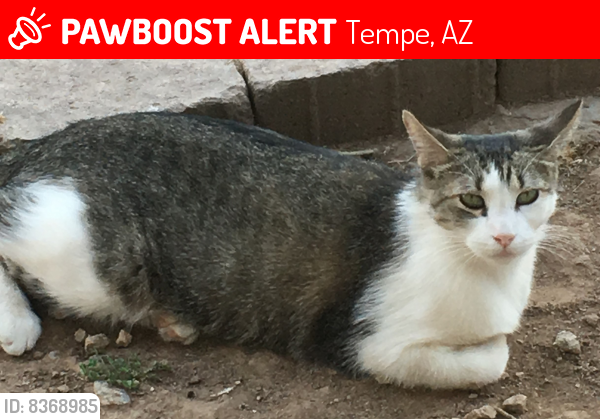 Lost Male Cat last seen W 16th and Marilyn Ann , Tempe, AZ 85281
