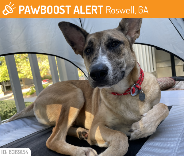 Found/Stray Male Dog last seen Park 83 by cortland apmts, Roswell, GA 30076