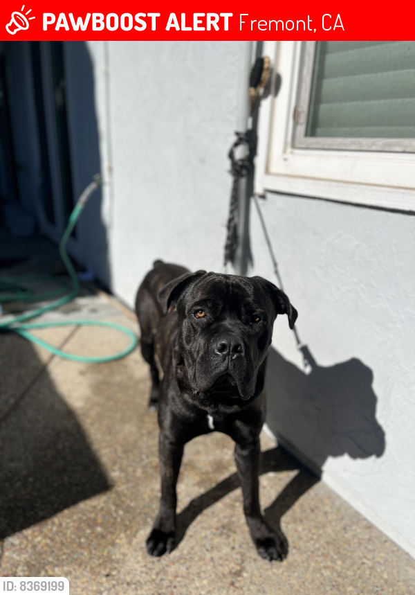 Lost Male Dog last seen Paseo Padre pkwy & Deep creek rd., Fremont, CA 94555