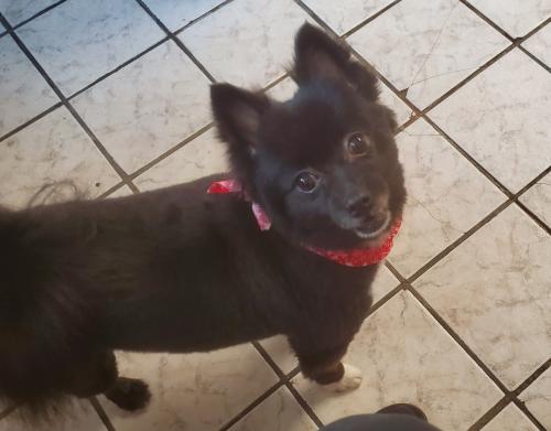 Lost Female Dog last seen Diversey and Kostner , Chicago, IL 60639