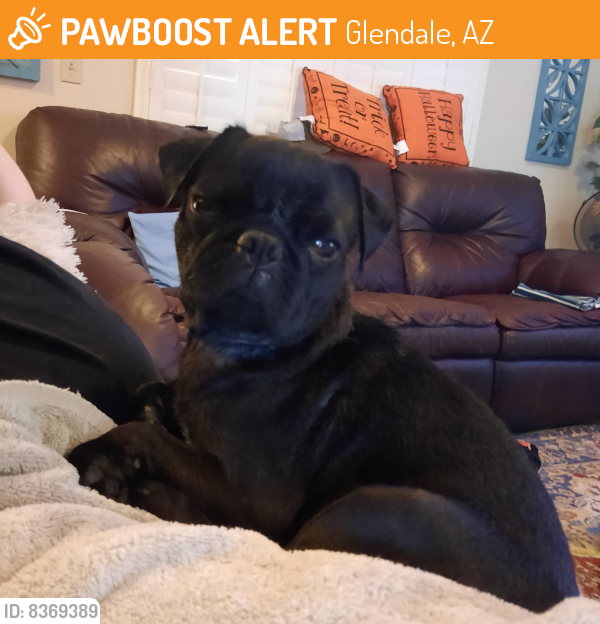 Rehomed Male Dog last seen 55th Ave and Mountain View Road, Glendale, AZ 85304