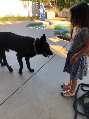 Lost Male Dog last seen 17th and yucaipa blvd, and also northern yucaipa  bryant and H, Calimesa, CA 92399