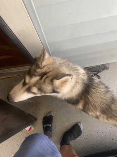 Found/Stray Male Dog last seen 35th Ave and Montebello Ave (Head a little west of that intersection and you'll see a hse with a fence), Phoenix, AZ 85019