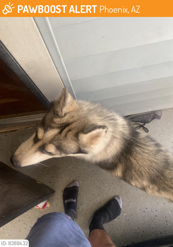 Found/Stray Male Dog last seen 35th Ave and Montebello Ave (Head a little west of that intersection and you'll see a hse with a fence), Phoenix, AZ 85019