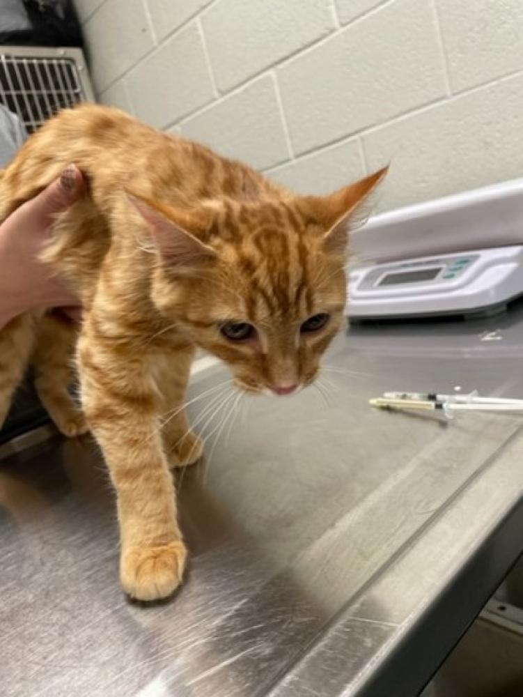 Shelter Stray Male Cat last seen Near Blk Hemlock Ct. Herndon VA 20170, Fairfax County, VA, Fairfax, VA 22032