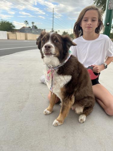 Found/Stray Female Dog last seen 56th St and Paradise Ln, Scottsdale, AZ 85050