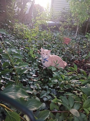 Found/Stray Unknown Cat last seen Harding Dr, South end, Wickliffe, OH 44092