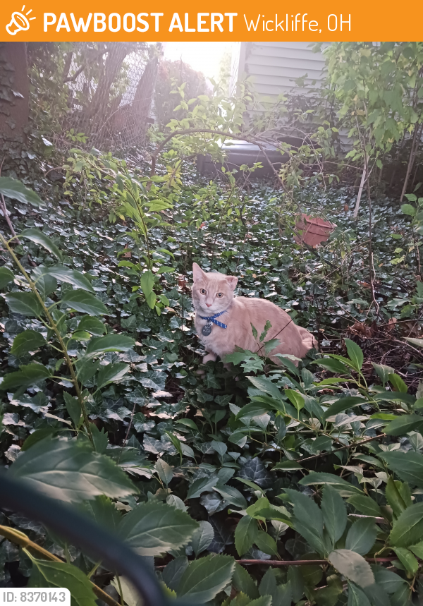 Found/Stray Unknown Cat last seen Harding Dr, South end, Wickliffe, OH 44092