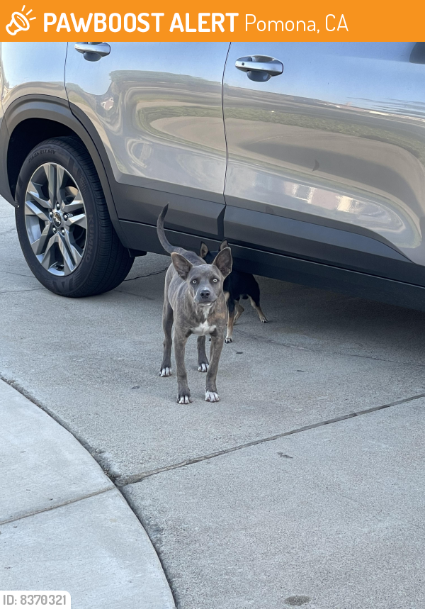 Found/Stray Female Dog last seen Jaycee park, Pomona, CA 91799
