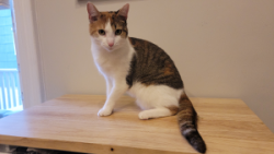 Lost Female Cat last seen Near U-haul on Mass Ave/ Lower Roxbury; Last Seen in East Boston, MA 02128, Boston, MA 02120