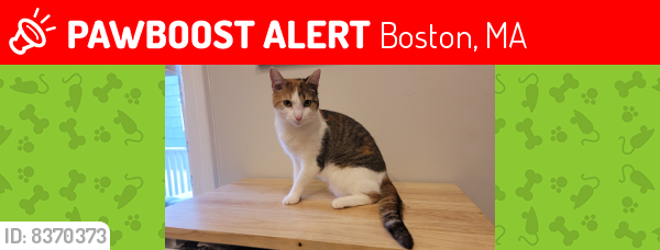 Lost Female Cat last seen Near U-haul on Mass Ave/ Lower Roxbury; Last Seen in East Boston, MA 02128, Boston, MA 02120