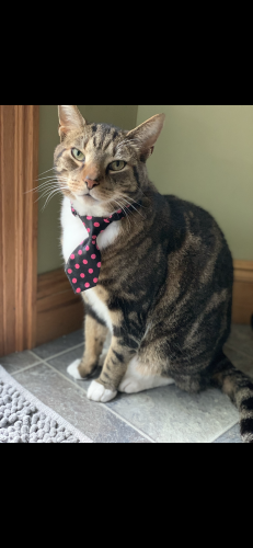 Lost Male Cat last seen Elizabeth Dr and Guilford off of Liberty Avenue , Vermilion, OH 44089