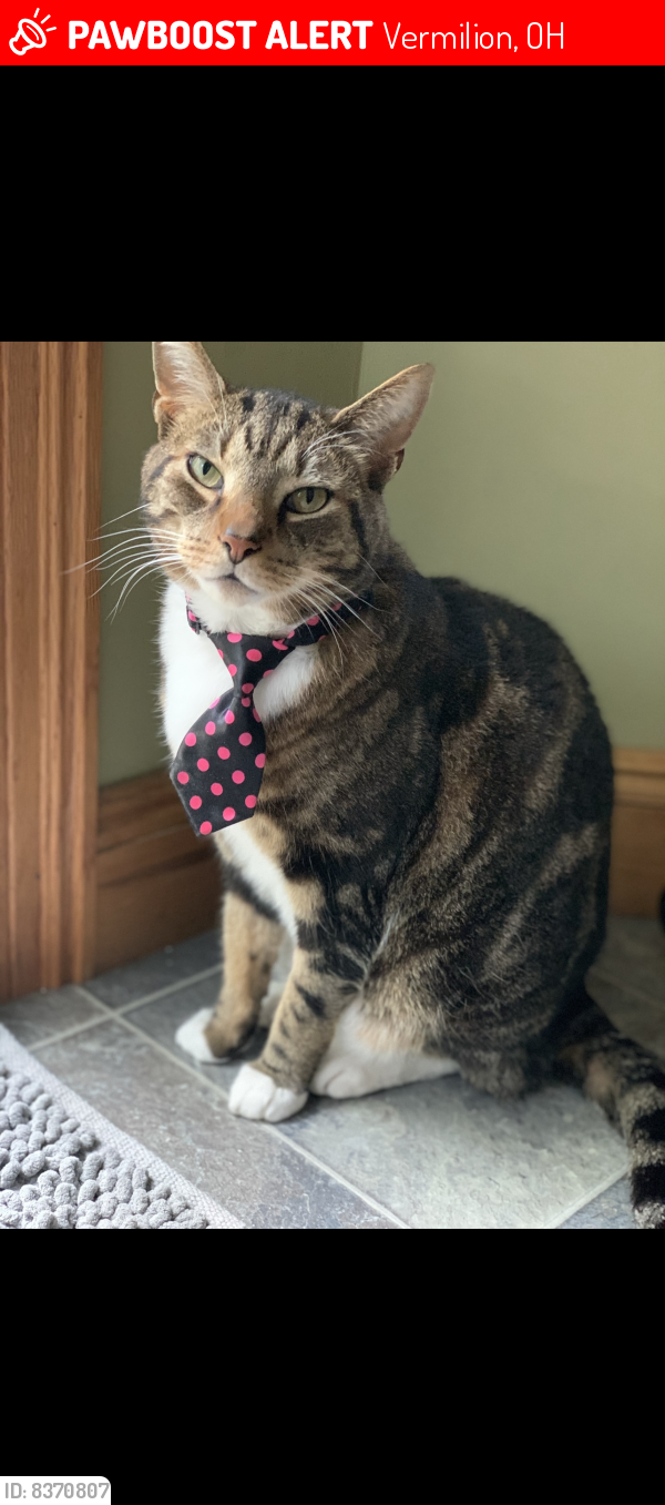 Lost Male Cat last seen Elizabeth Dr and Guilford off of Liberty Avenue , Vermilion, OH 44089